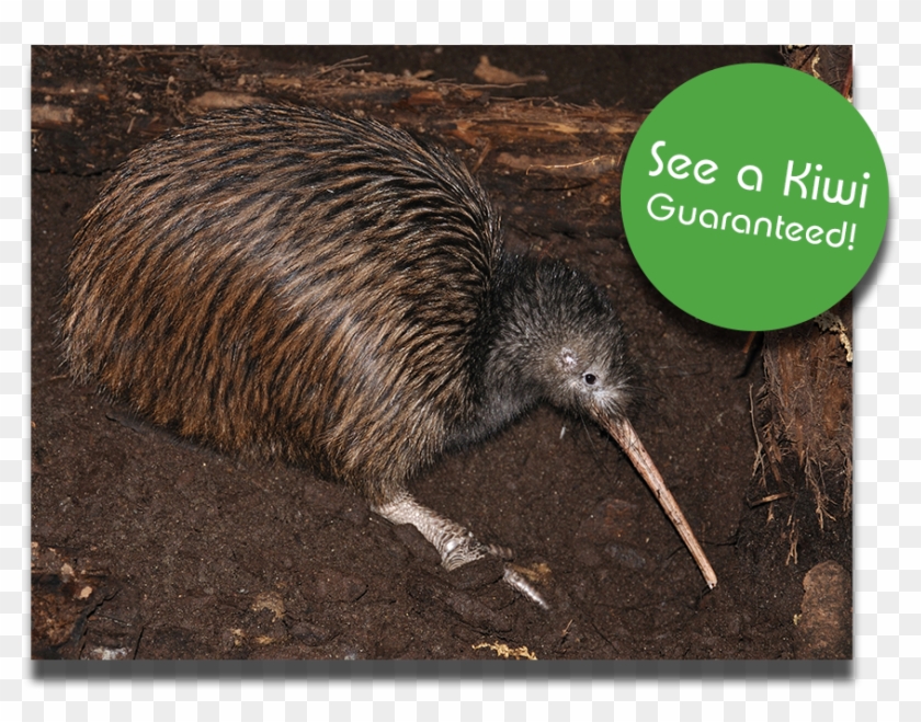 Follows Eel Feeding - Kiwi Clipart #4550286
