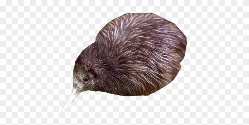 Kiwi Clipart
