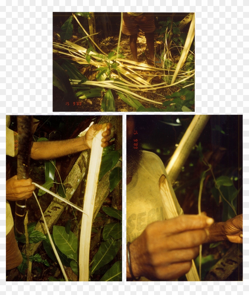 From 1996, Gumiya With Im Vatul - Insect Clipart