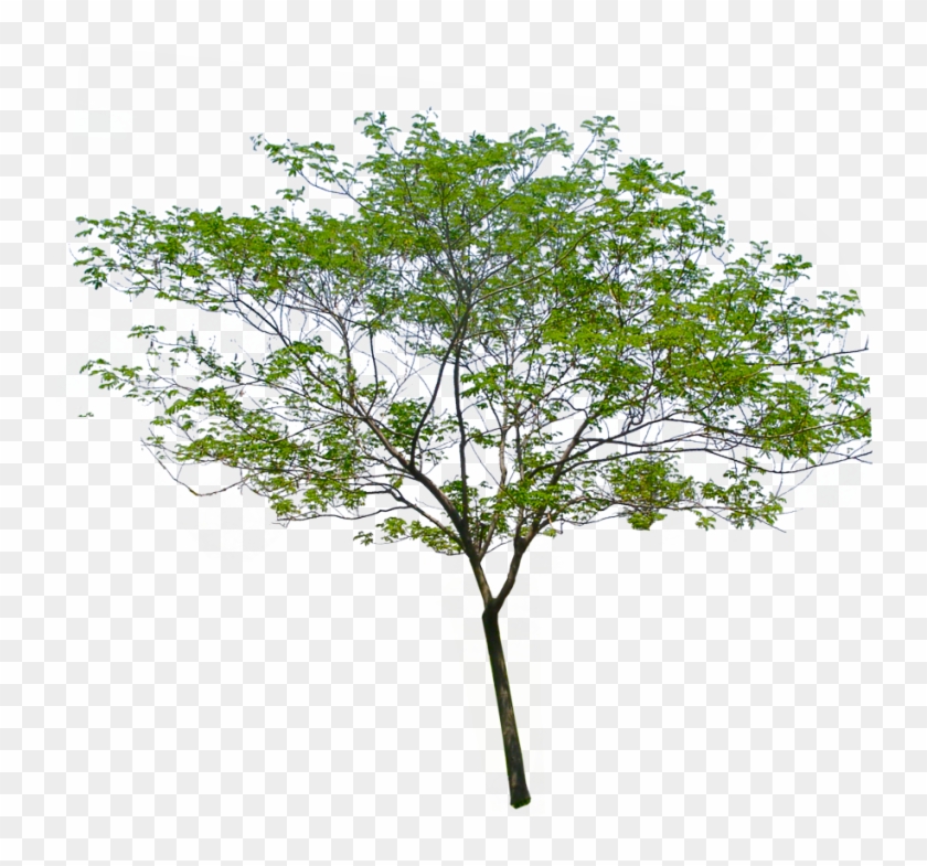 Palm Transparent Background Image - Transparent Background Tree Png Clipart