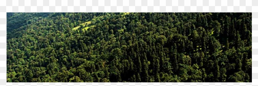 Shortleaf Black Spruce Clipart #4552359