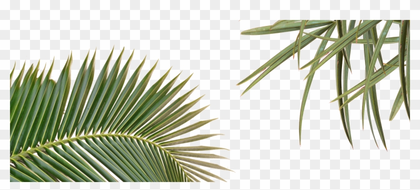Saw Palmetto Clipart #4552564