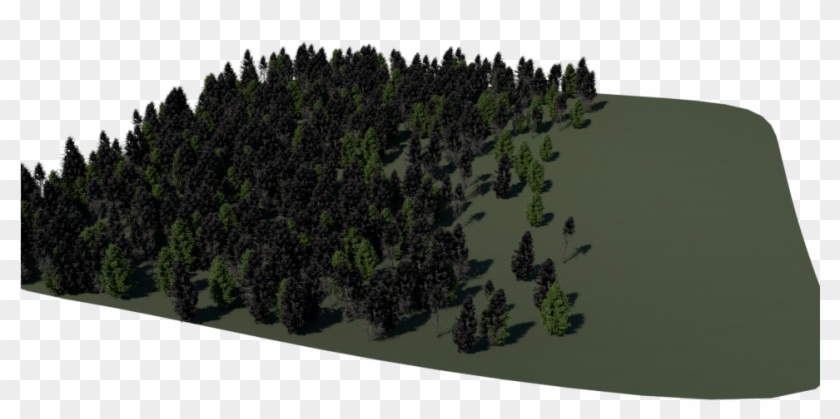 Yesterday I Had Very Less Time For This Project, So - Shortleaf Black Spruce Clipart #4552566