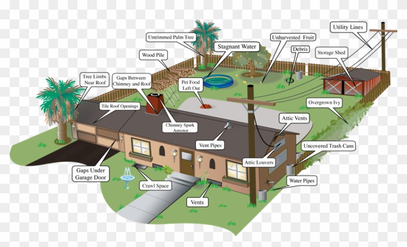 Attalea Speciosa Clipart