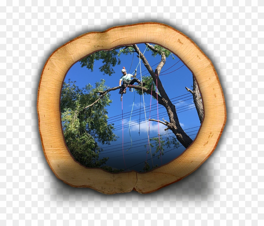 Cabling Or Bracing - Western Juniper Clipart #4552779