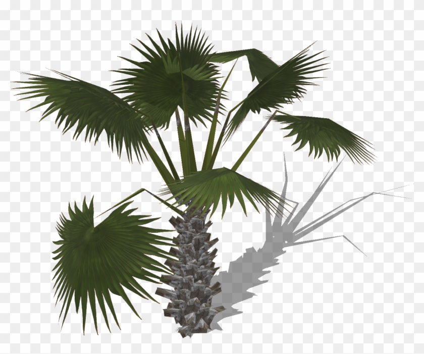 Palmtree - Borassus Flabellifer Clipart #4553575