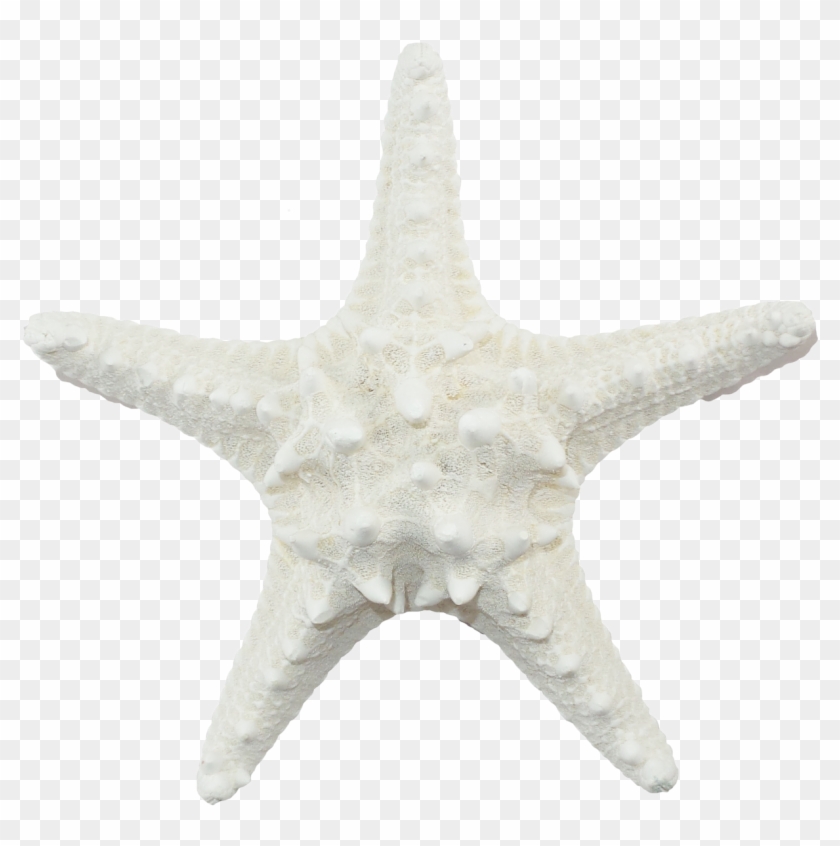 White Armoured Starfish - White Sea Star Png Clipart #4555557