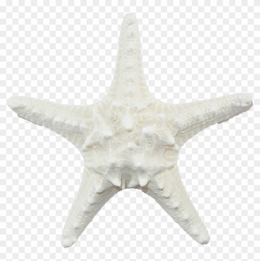 White Armoured Starfish - White Sea Star Png Clipart