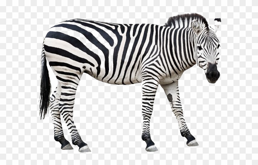 Horse Transprent Png Free Download Snout Wildlife - 얼룩말 Png Clipart