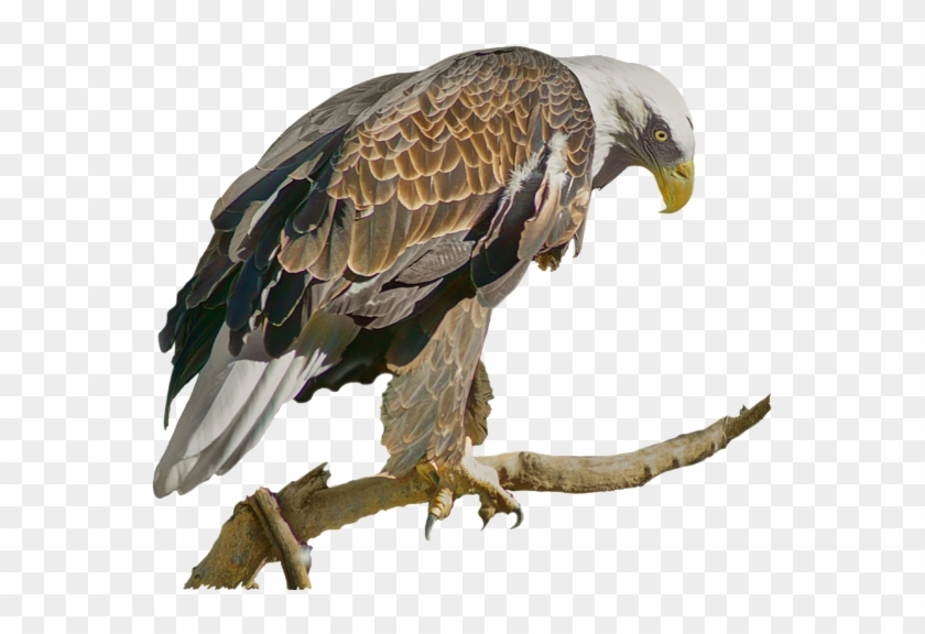 Click And Drag To Re-position The Image, If Desired - Hawk Clipart #4556555