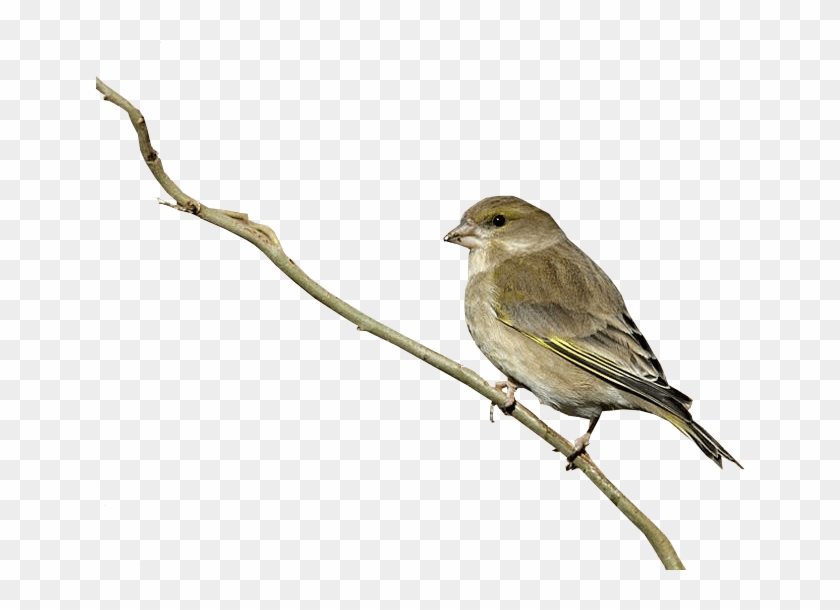 Bird With No Background Clipart #4557056