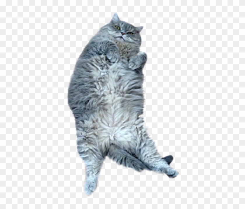 #cute #gray #cat #pet #belly #fluffy #animal #sticker - British Longhair Clipart #4557969