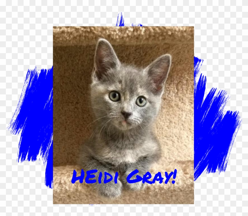 Blue Paws , Png Download - Kitten Clipart #4558126