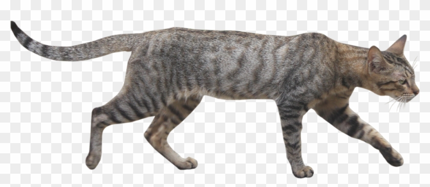Wildcat Png Page - Wild Cat Png Clipart