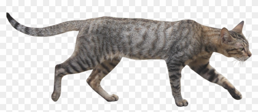 Wildcat Png Page - Wild Cat Png Clipart #4558162