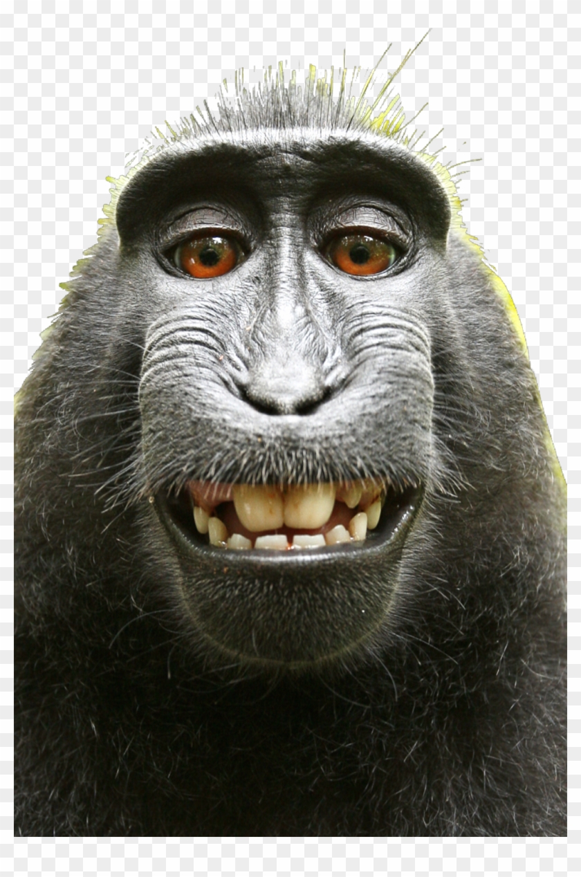 ##monkey #monkeys #funnymonkey #monkyface #selfie - David Slater Monkey Clipart #4558331