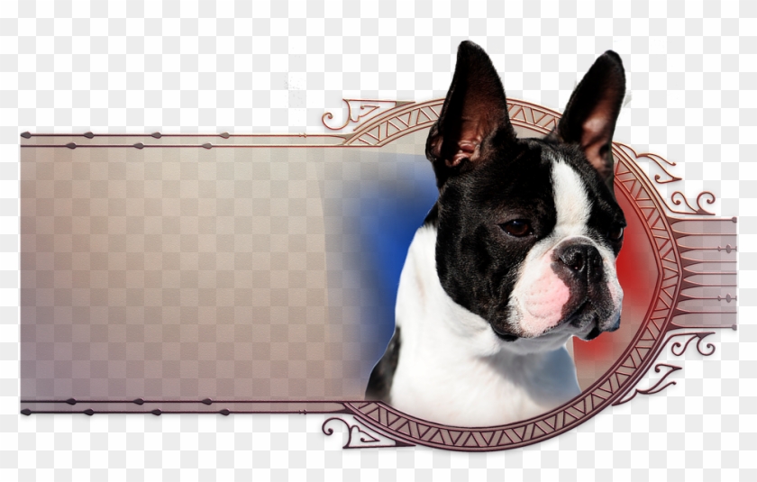 We Wish To Thank Ingrid Weiss Of Chan Chue Kennel In - Boston Terrier Clipart #4558521