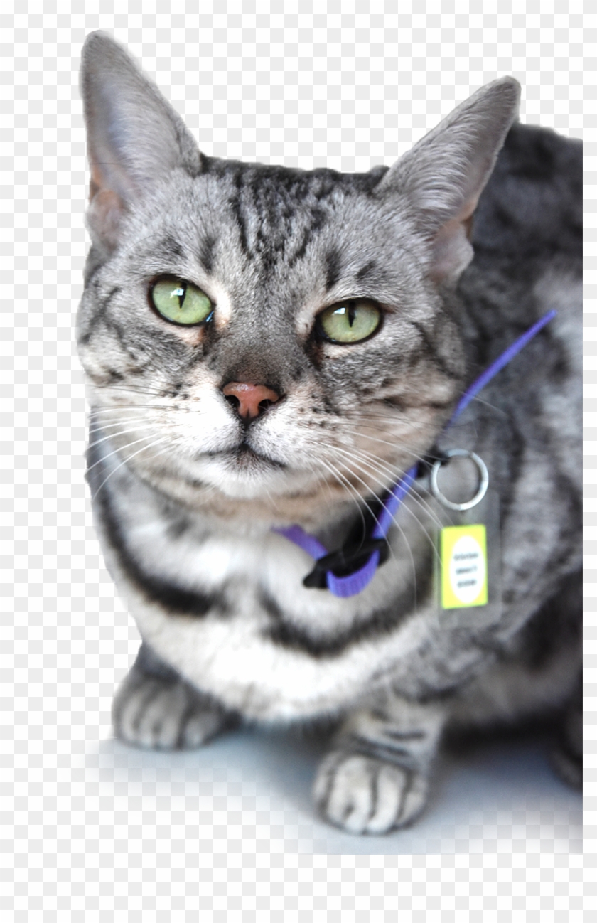 Cat Care - Domestic Short-haired Cat Clipart #4558527