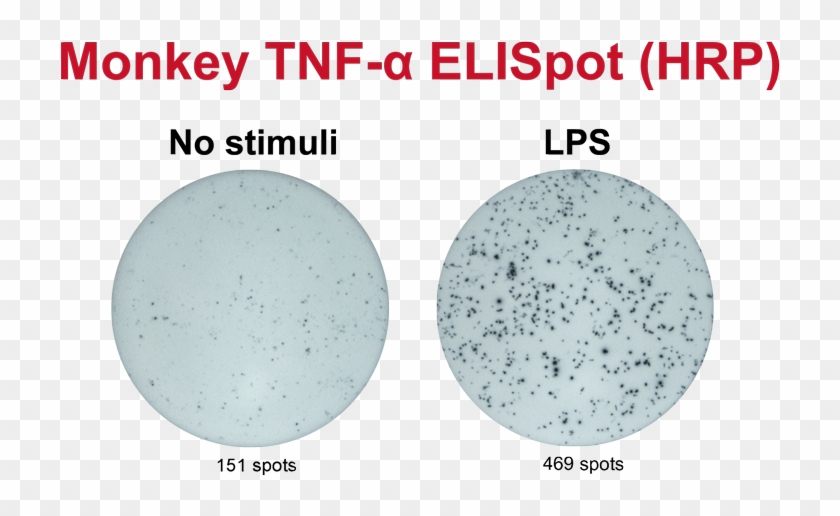 Monkey Tnf-α Elispot - Circle Clipart #4558891