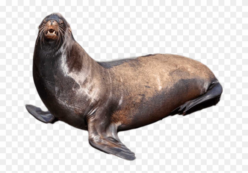 Free Download - Seal Png Clipart #4559096