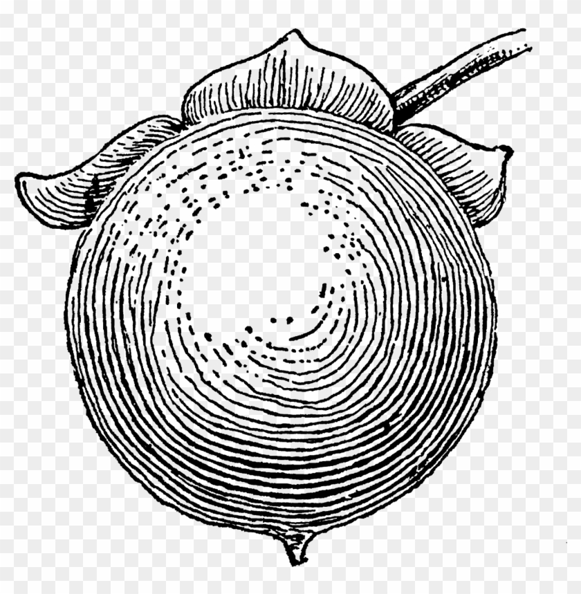 I Love The Rustic Style Of This Old Fruit Art - Sketch Clipart