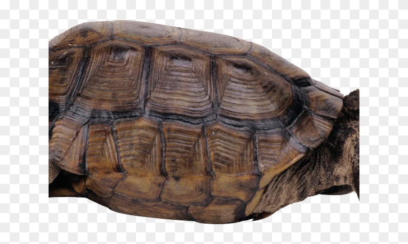 Snapping Turtle Png Transparent Images - 乌龟 图片 Clipart #4560070