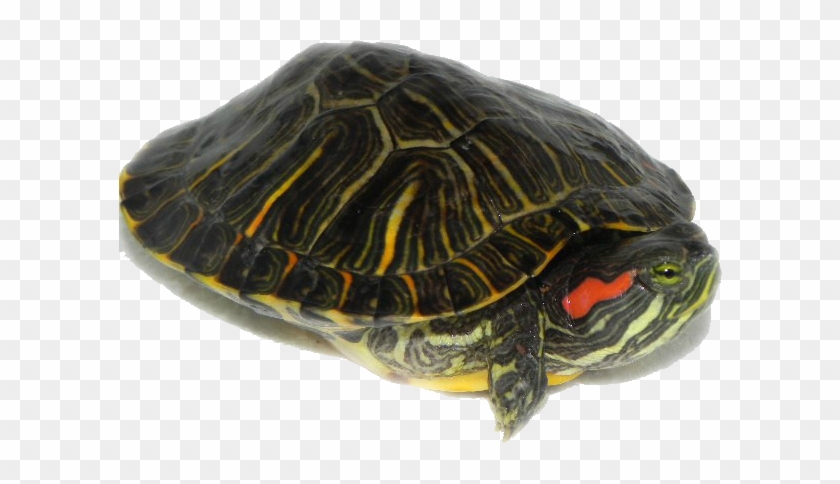 Download Turtle Png Transparent Images Transparent - Water Turtle Transparent Clipart #4560106