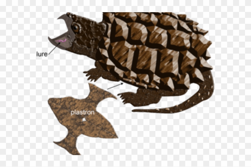 Tortoise Clipart #4560144