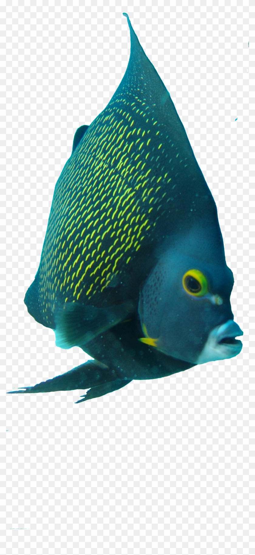 Angelfish - Coral Reef Fish Clipart #4560988