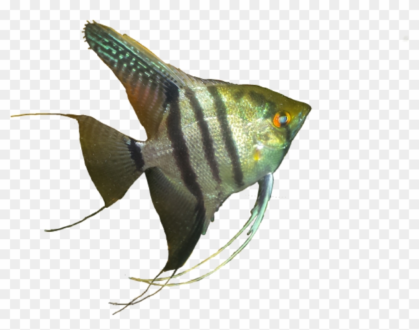 Angelfish Sticker - Coral Reef Fish Clipart