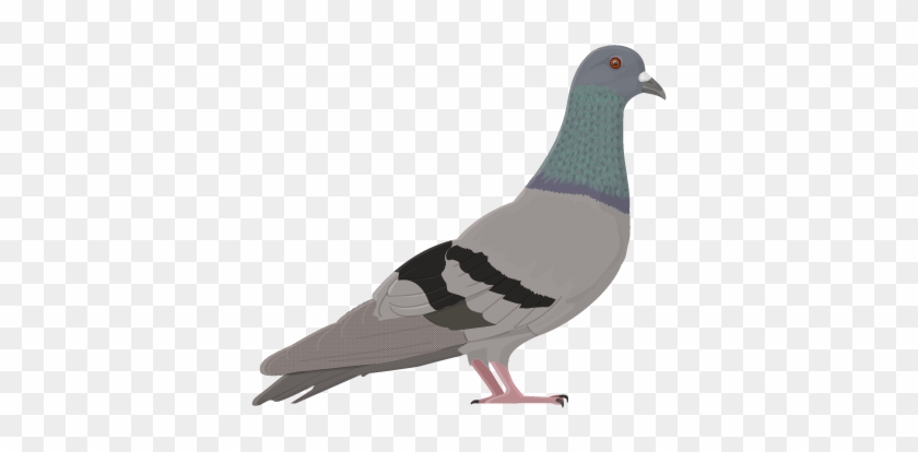 Rock Dove - > - Rock Dove Clipart - Png Download