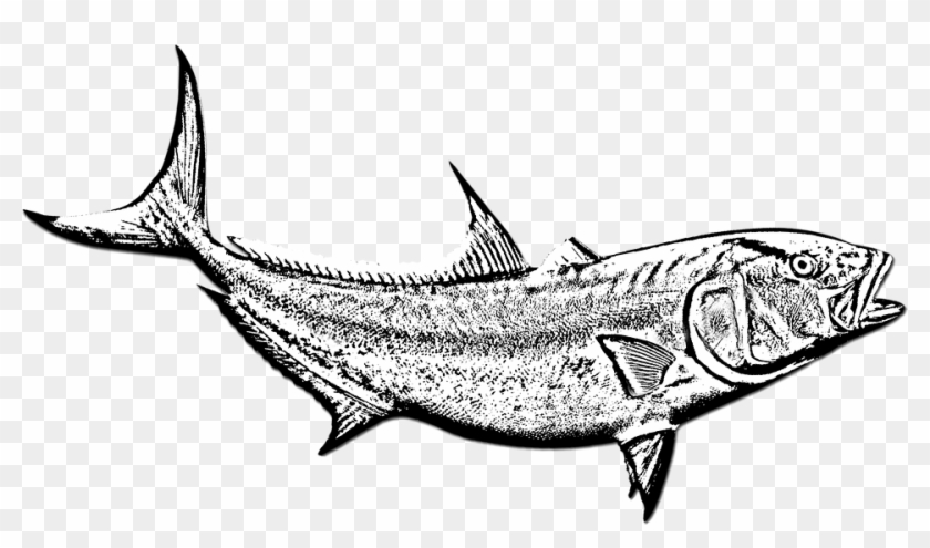 Fish Amberjack Black And White Fish Swimming Fish - Gambar Ikan Hitam Putih Clipart