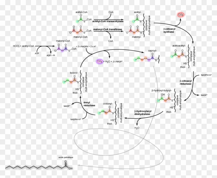 Palmitic Acid Synthesis Fr - Palmitic Acid Synthesis Clipart #4563575
