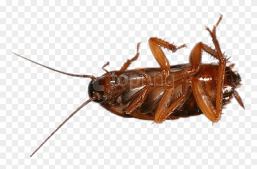 Free Png Download Cockroach On Its Back Png Images - Asian Cockroach Clipart