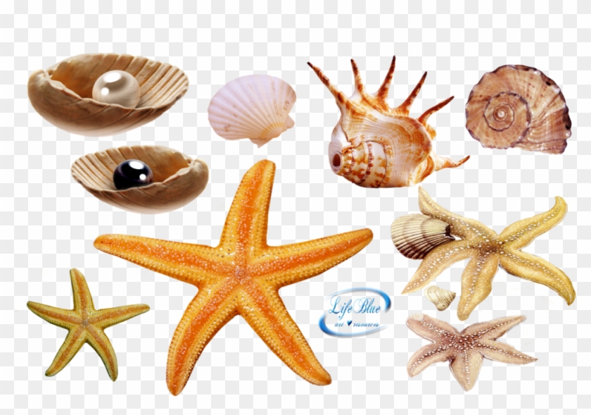 Sea Creatures Png - Real Sea Creatures Png Clipart #4564366