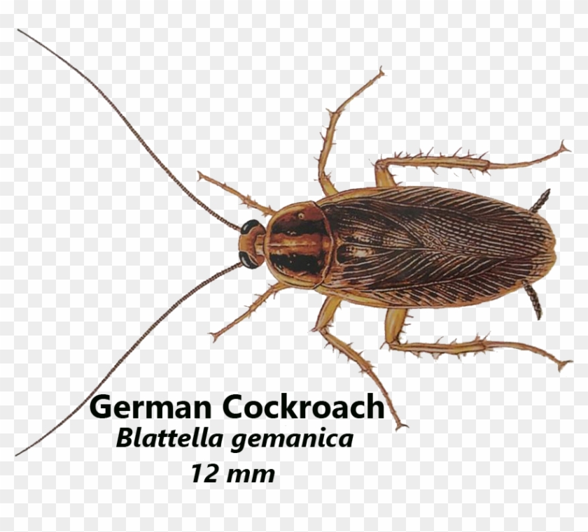 German Cockroaches Live In Warm And Damp Places, Like - Cockroach Clipart #4564373