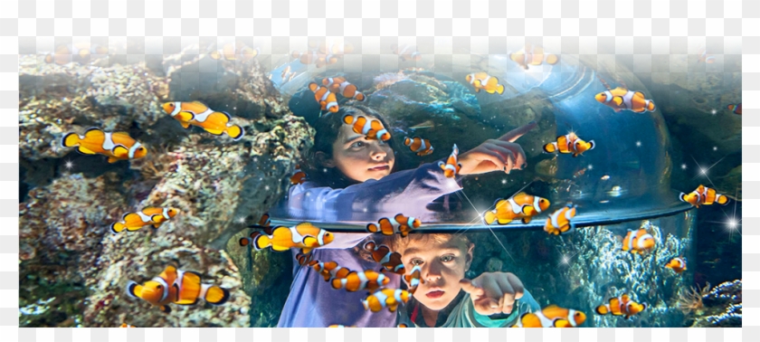 Are You Ready For An Incredible, Close Encounter With - Sea Life Aquarium Gardaland Clipart #4564553