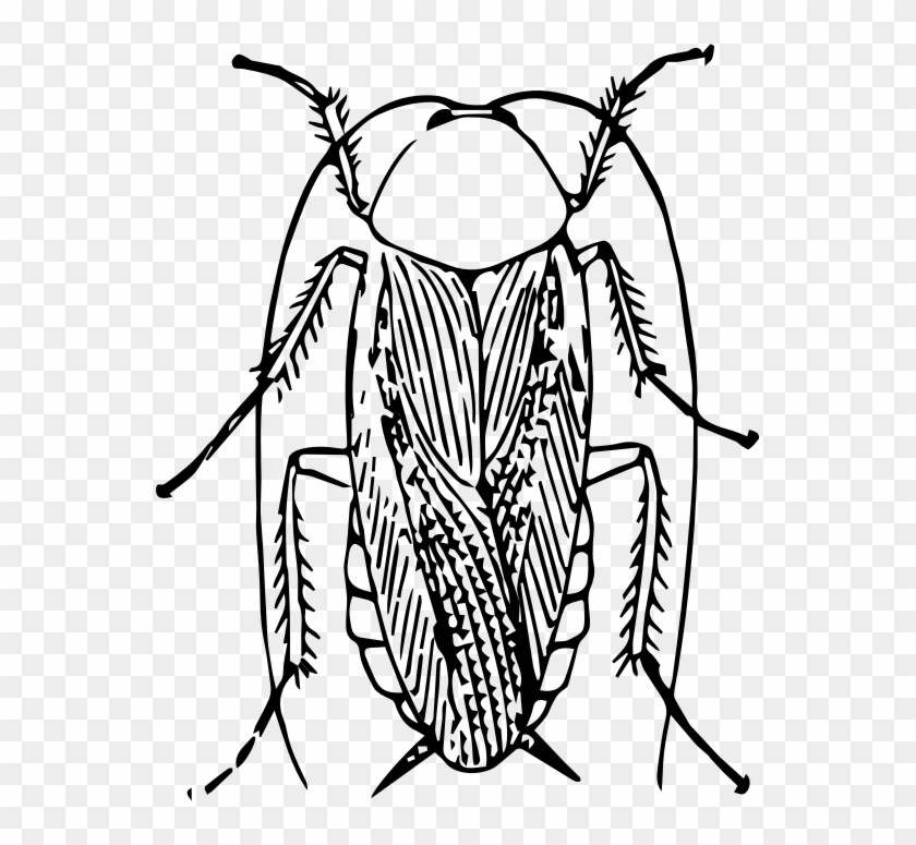 Clipart Cockroach - Cockroach Black And White - Png Download