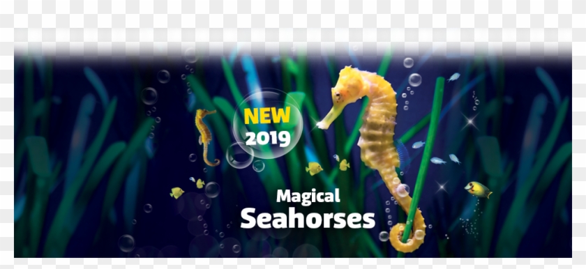Discover The Aquarium - Northern Seahorse Clipart