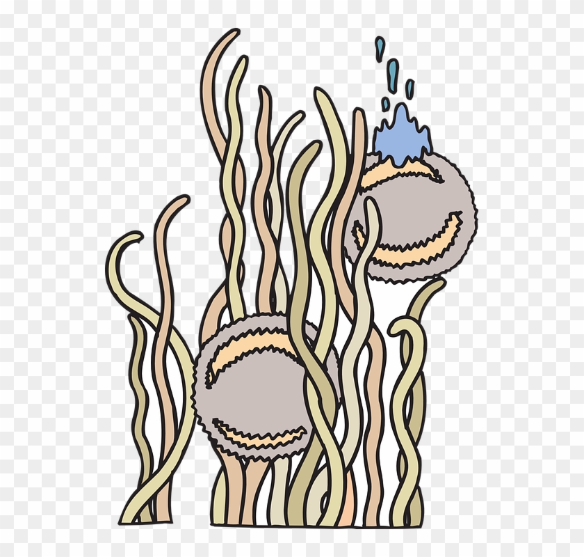 Floating Anemone Creatures Sea Underwater Creature - Gambar Anemon Laut Kartun Clipart