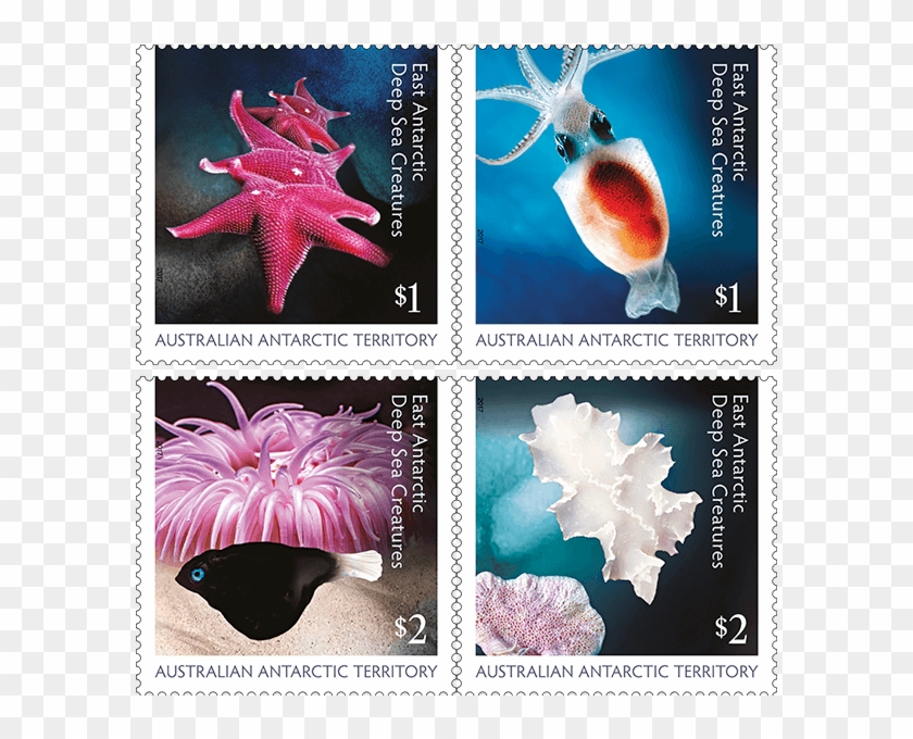 30 Centimetre Sea Spiders, Stingrays And Brittle Starfish - Cattleya Clipart #4565359