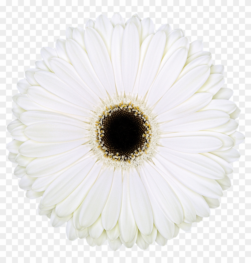 Dice® - Cancel Icon White Clipart #4565413