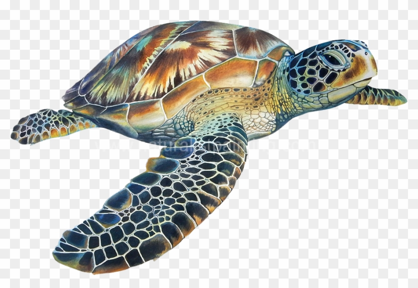 Eretmochelys Imbricata - Ocean Animals With Transparent Background Clipart
