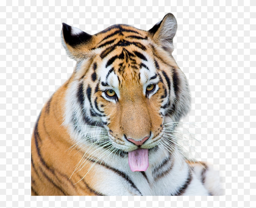 Siberian Tiger , Png Download - Siberian Tiger Clipart #4565806