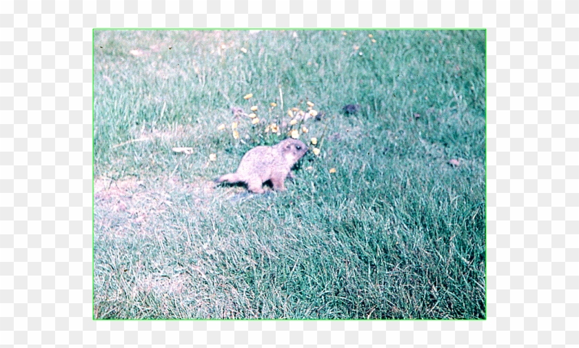 Accept My Congratulations On Day Of The Marmot I Wish - Grass Clipart #4566235