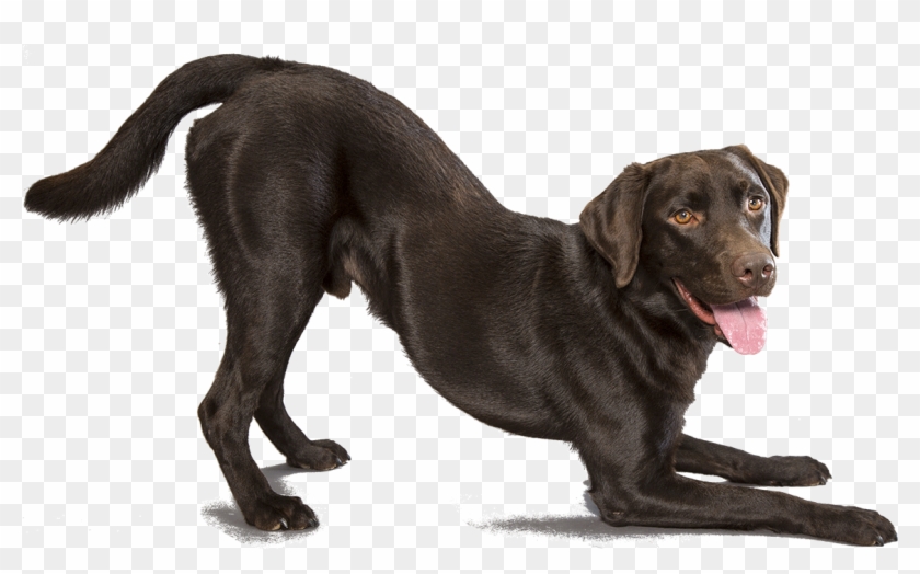 Labrador Retriever Png - Black Lab Transparent Background Clipart