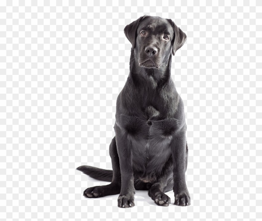 Labrador Png Clipart - Black Labrador No Background Transparent Png #4566737