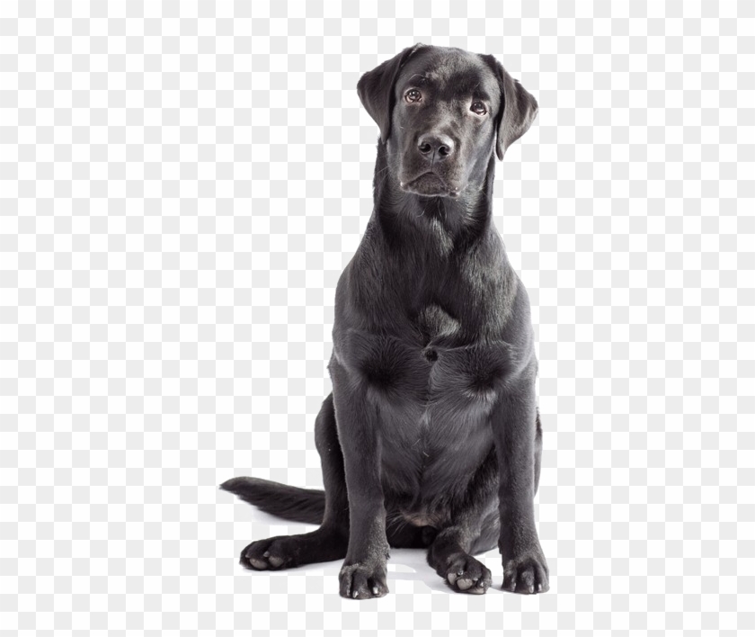 Labrador Png Clipart - Black Labrador No Background Transparent Png