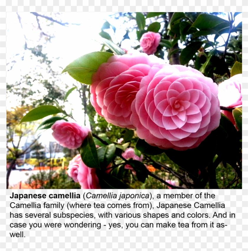 12076 Discussions Width=750 Clipart #4566784