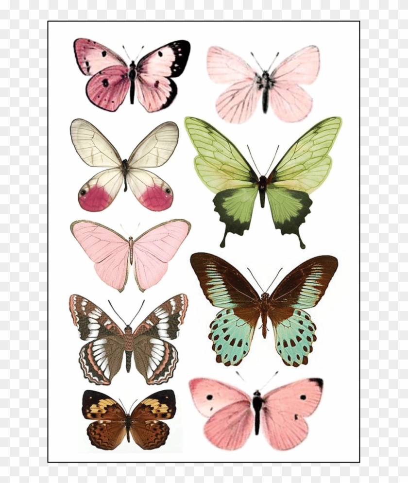 Butterfly Print Clipart #4566818